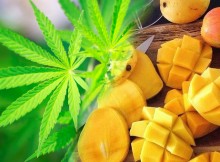 Marijuana-Smokers-Are-Running-to-the-Produce-Department-for-Mangoes