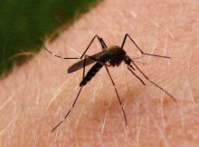 Natural-Mosquito-Bug-Repellents