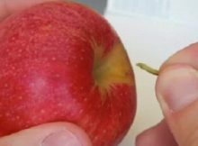 You-no-Longer-Need-A-Knife-To-Cut-Apples