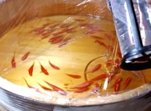 You-Have-To-Watch-What-He-Does-To-Believe-This-Is-Not-Real-Goldfish