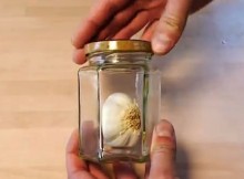 Garlic-Was-Put-Into-The-Jar