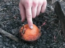 I Watched Him Bury An Orange Into The Soot