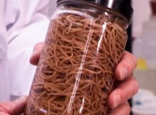The Doctors Found A Unique Parasite Inside An Infant