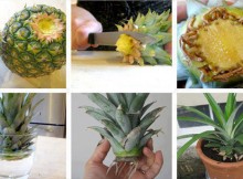 pineapple