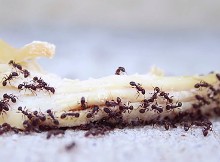 ant-hack