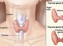 thyroid--690x361