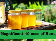 honey-352205_1280