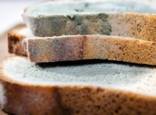 Moldy-Bread-Edited
