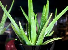 Plants-For-Your-Bedroom-Will-Cure-Insomnia-and-Sleep