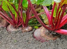 i-am-60-years-old-and-this-plant-returned-my-vision-fixed-my-liver-and-completely-cleaned-my-colon-600x332