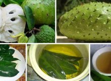 leaves-soursop-1000-times-stronger-killing-cancer-cells-chemotherapy