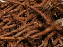 -patient-s-Cancer-Cells-Were-Killed-48-Hours-After-Drinking-This-Powerful-Root
