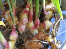 1484849275_ginger-indoors