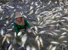 farm-raised-tilapia