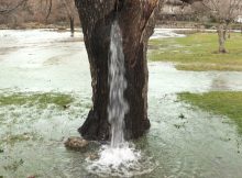 tree__438728