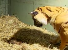 tigerbirth w