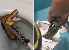 1686279632-3078-snake