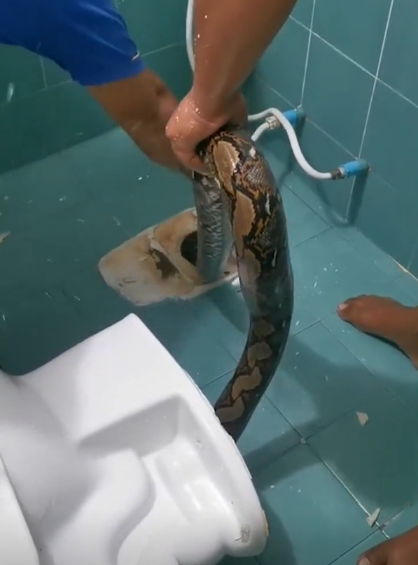 1686279632-8419-ske-1