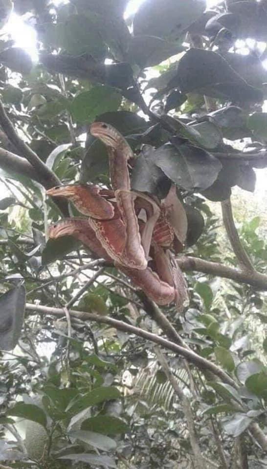 1693331465-3073-Atlas-moth-1