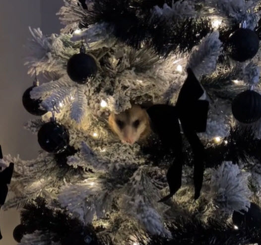 1703381607-2906-3b-9