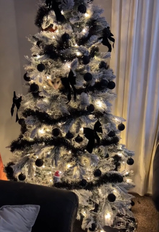 1703381607-6430-3a-11